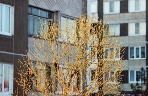 Young tree glows in the light of the setting sun on a winter city houses. Stock Photos