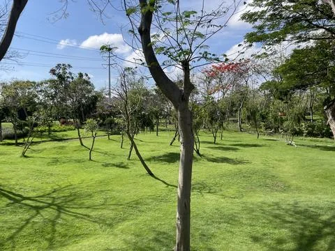 Young tree in grassy field with trees nobody landscape Stock Photos