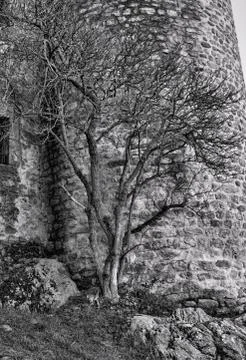 A young tree growing along the wall Stock Photos