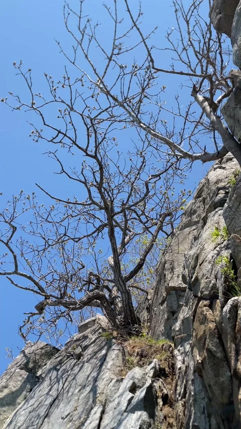 Young tree growing from a crack in the rock. Wild untouched nature. Stock Footage 309840673