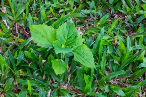 Young tree growing in the grass. Stock Photos