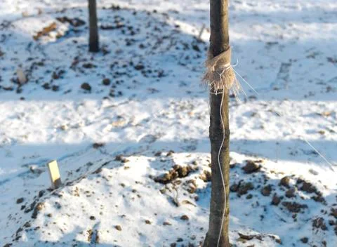 Young Tree Growing Photos