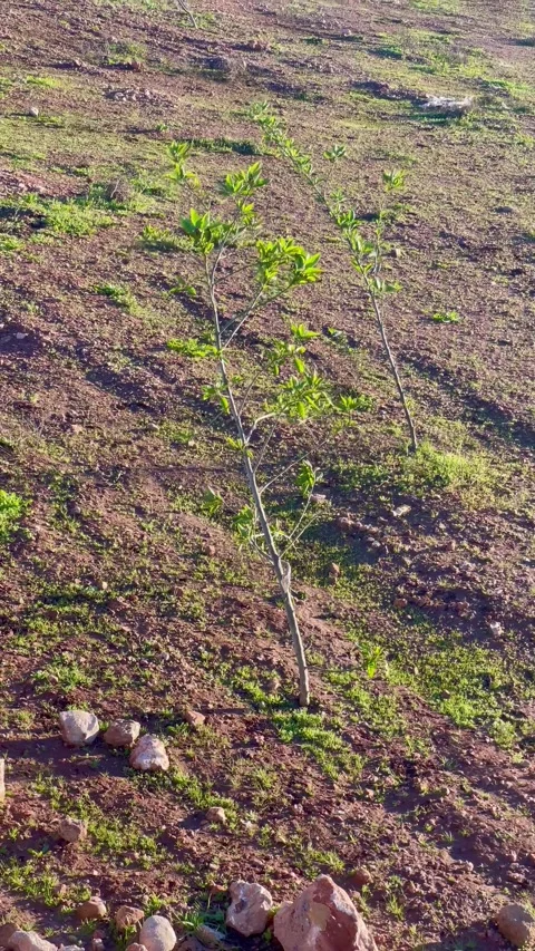 Young Tree Growing in Rural Farm Land at Golden Hour Stock Footage 329010089