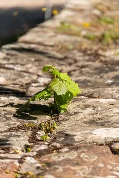 Young Tree Growing On A Stone Wall Stock Photos