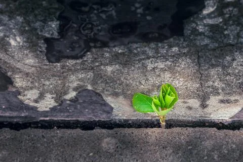Young tree growing through a crack in concrete symbolizes resilience, hope, and Stock Photos