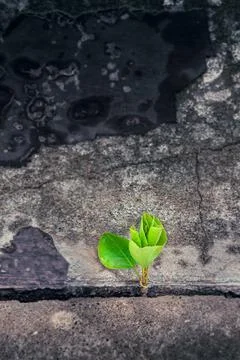 Young tree growing through a crack in concrete symbolizes resilience, hope, and Stock Photos