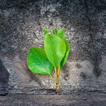 Young tree growing through a crack in concrete symbolizes resilience, hope, and Stock Photos