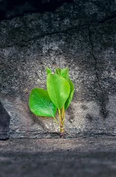 Young tree growing through a crack in concrete symbolizes resilience, hope, and Stock Photos