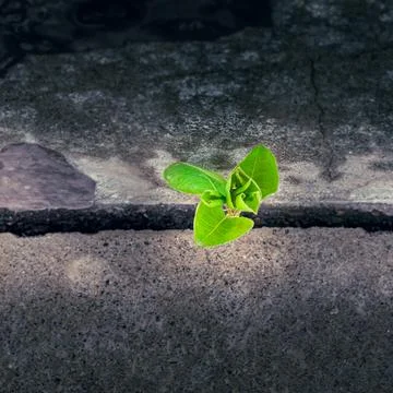 Young tree growing through a crack in concrete symbolizes resilience, hope, and Stock Photos