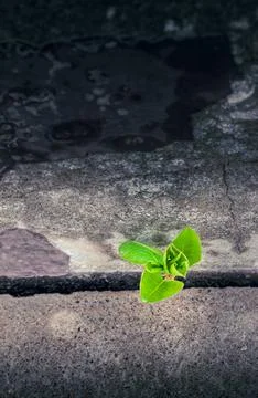 Young tree growing through a crack in concrete symbolizes resilience, hope, and Stock Photos