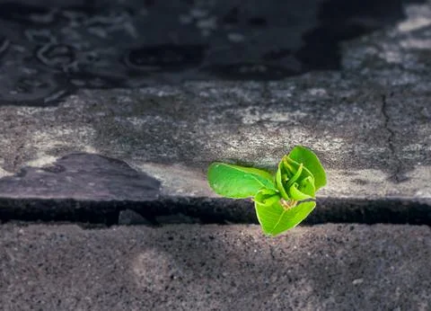 Young tree growing through a crack in concrete symbolizes resilience, hope, and Stock Photos
