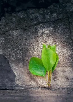 Young tree growing through a crack in concrete symbolizes resilience, hope, and Stock Photos