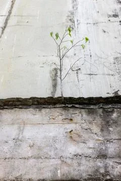 A young tree growing on the wall of old abandoned building Stock Photos