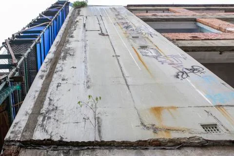 A young tree growing on the wall of old abandoned building Stock Photos
