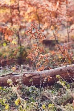 Young tree growing in the woods in fall Stock Photos