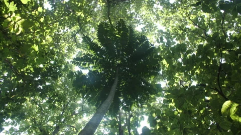 A Young Tree Grows Beneath the Canopy Stock Footage 195279333