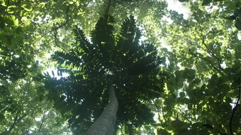 A Young Tree Grows Beneath the Rainforest Canopy Stock Footage 195279492