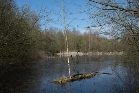 Young tree grows in the middle of the lake Stock Photos
