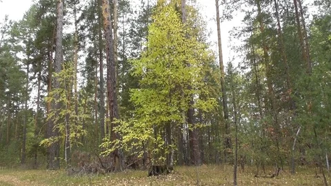 A young tree grows from the stump of an old birch Video stock 118804285