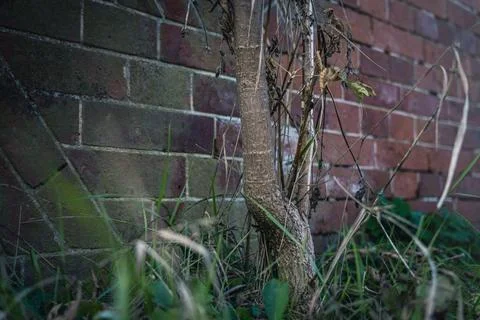 A young tree grows from under the foundation of the fortress wall Stock Photos