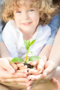 Young tree in hands Stock Photos