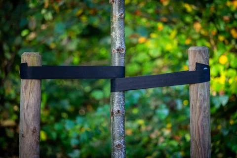 Young tree held by rubber bands so it grows straight Stock Photos