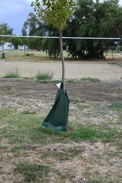 Young tree with irrigation bag Stock Photos