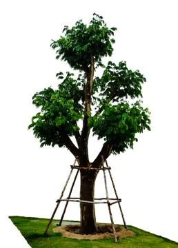 Young tree isolate Stock Photos