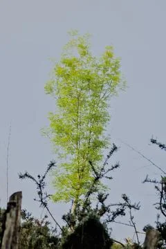 Young tree isolated with sun reflection Stock Photos