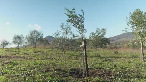 Young tree just planted Stock Footage 258571930