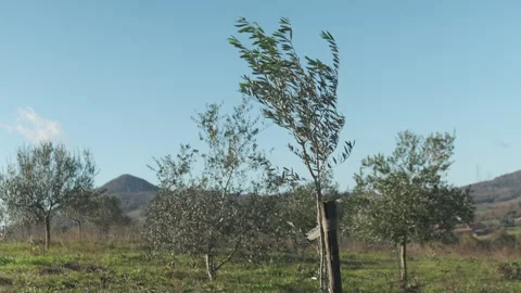 Young tree just planted Stock Footage 258572619
