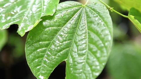 Young Tree Leaf, lush green Stock Footage 138142373