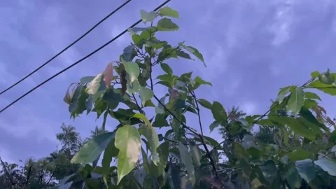 Young Tree Leaves and Utility Lines Under a Moody Monsoon Sky Stock Footage 344456481