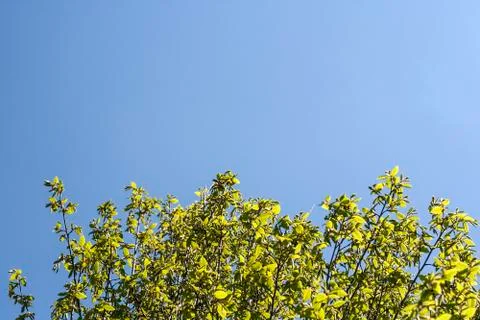 Young tree leaves blooming in springtime in a sunny day with a clear blue sky Stock Photos