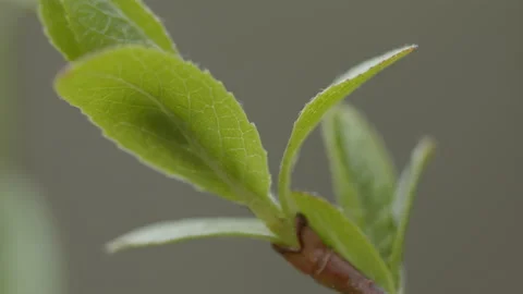 Young tree leaves 動画素材 131243678