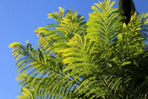 Young Tree Leaves (Jacaranda) Pierced By Light Stock Photos