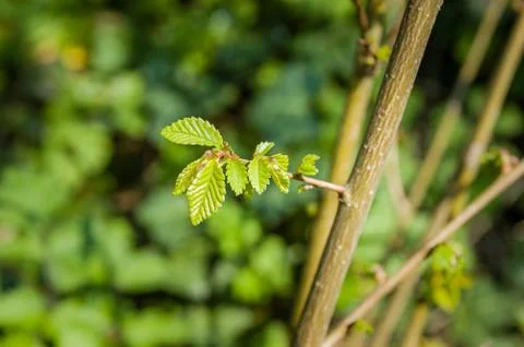 Young Tree Leaves 스톡 사진