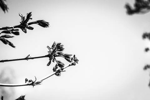 Young tree leaves Stock Photos