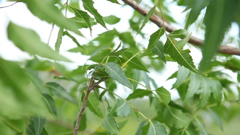 Young tree leaves in the wind Stock Footage 138147045