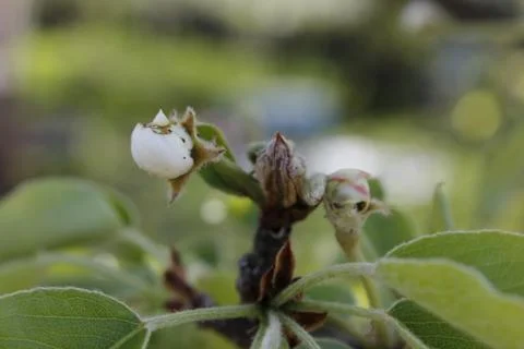 Young tree. Life. Spring. Stock Photos