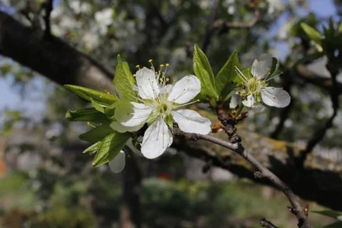 Young tree. Life. Spring. Stock Photos