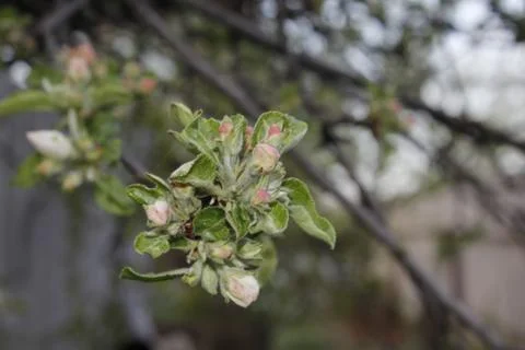 Young tree. Life. Spring. Stock Photos