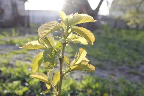 Young tree. Life. Spring Stock Photos