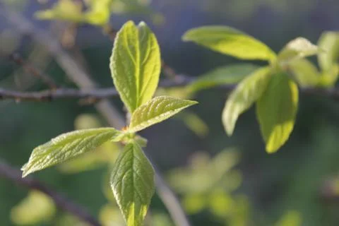 Young tree. Life. Spring. Stock Photos