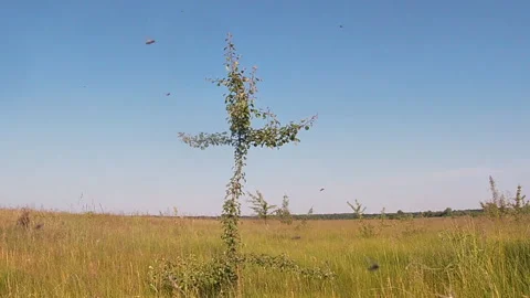 Young tree in the meadow in the form of a cross, midge, Ukraine. Видео 242569114