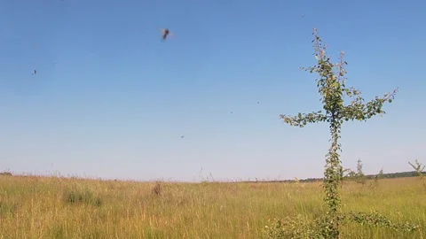 Young tree in the meadow in the form of a cross, midge, Ukraine. 스톡 동영상 242569125