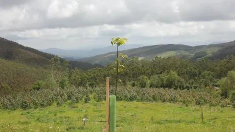 Young tree moving with the wind in the mountains Stock Footage 255210483
