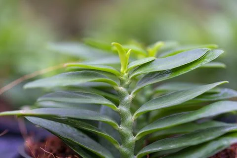Young tree on nature. Stock Photos