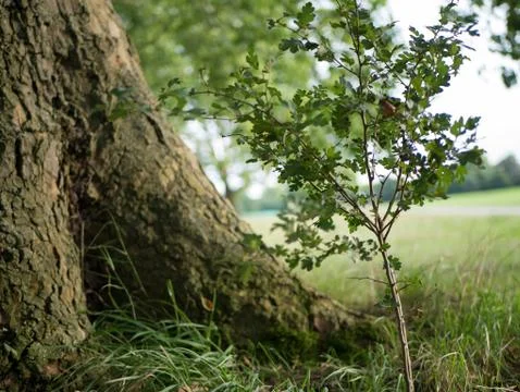 A young tree next to the trunk of a big tree Photos