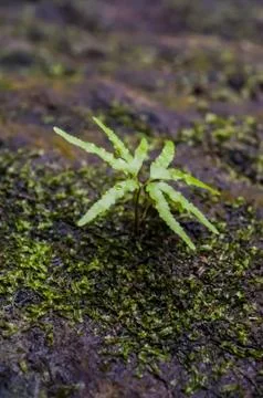 Young tree Stock Photos